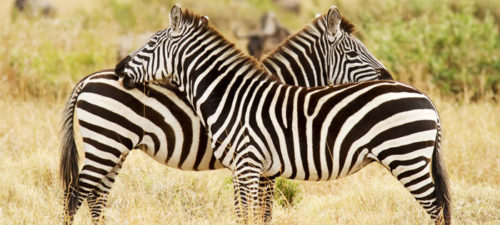 Zebra on Safari River Cruise Safari Africa River Cruise