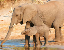 Elephants on Safari Africa River Cruise