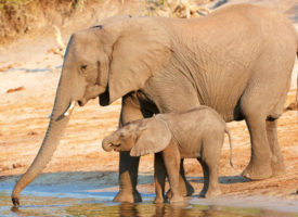 Elephants on Safari Africa River Cruise