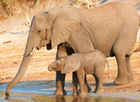 Safari Africa River Cruise Elephants on Safari Africa River Cruise