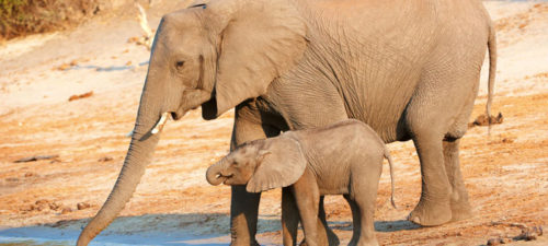 Elephants on Safari Africa River Cruise