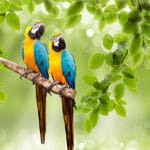 See the wildlife of the Amazon River in Peru