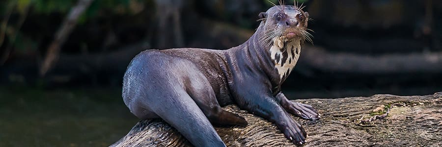 See the wildlife of the Amazon River in Peru