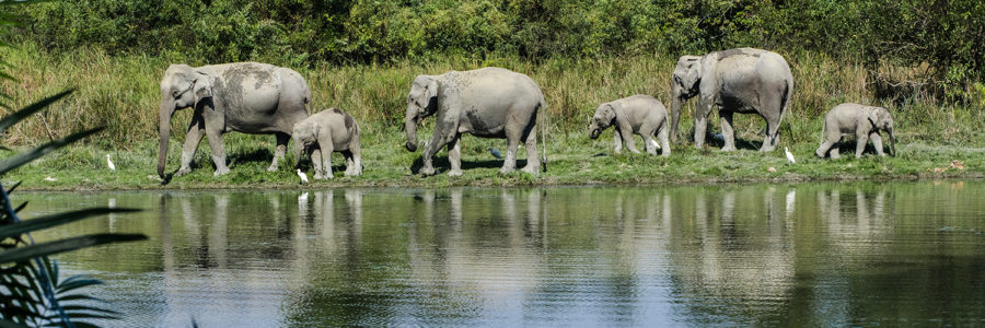 Explore the wildlife along the Brahmaputra River of India