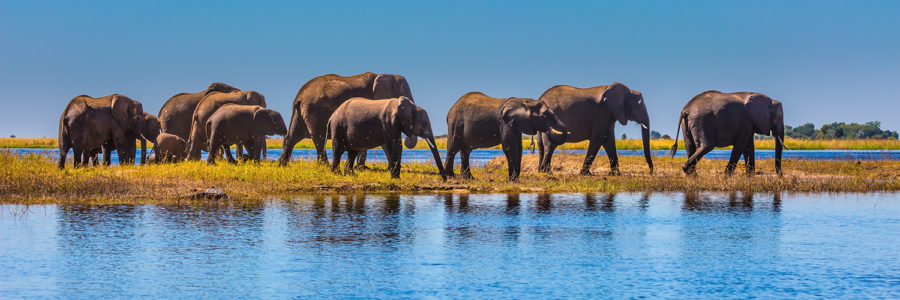 Elephants of the Chobe River Safari