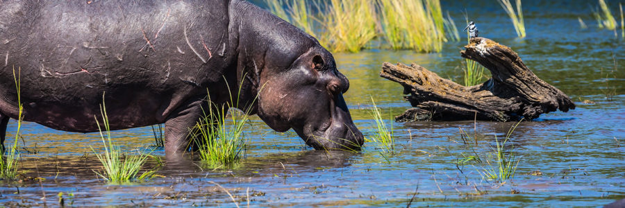See Hippos along the Chobe River Safari Cruise