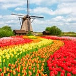 Cruise the Dutch Waterways to see Windmills & Tulips in Spring