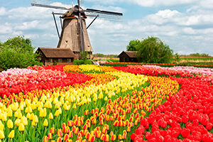 Cruise the Dutch Waterways to see Windmills & Tulips in Spring