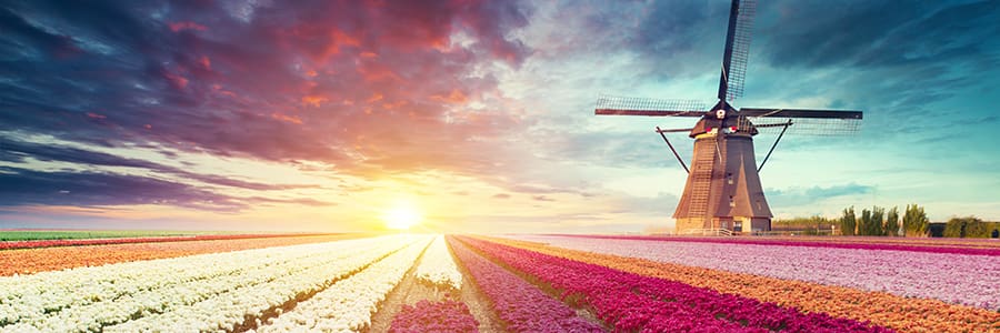Cruise the Dutch Waterways to see Windmills & Tulips in Spring