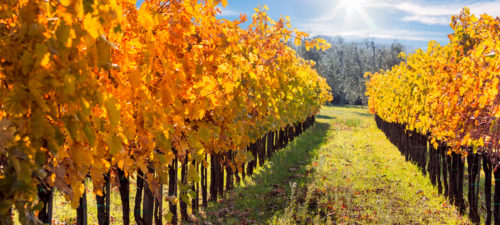 Enjoy vineyards of Europe in the Fall Harvest season