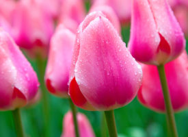 Kinderdijk-blooming-tulips See the famed tulip fields and windmills of Kinderdijk Holland