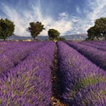 Sail thorough idyllic Provence France on your Rhone Saone River Cruise