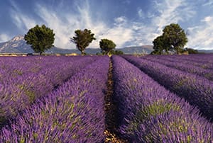 Sail thorough idyllic Provence France on your Rhone Saone River Cruise