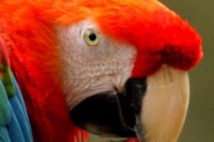 Beautiful and colorful birds in the Magdalena River area of Colombia